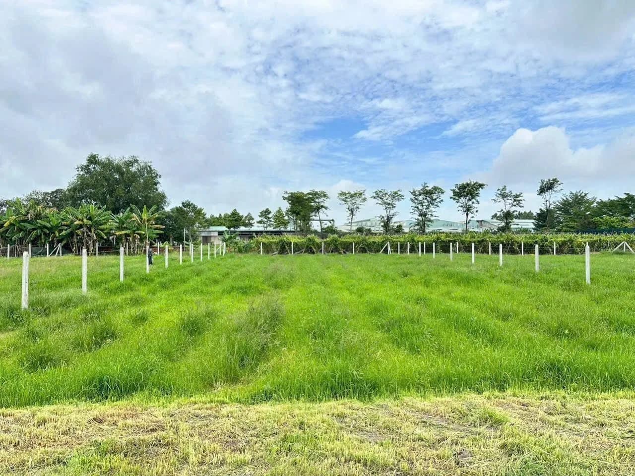 Bán đất 810m2 có 40m2 thổ cư tại Xã Thái Mỹ, TP. Hồ Chí Minh